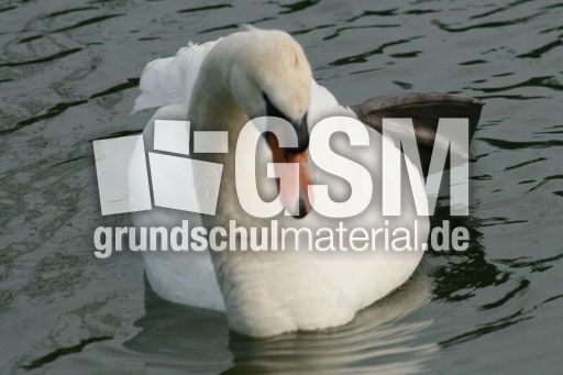 Höckerschwan 072.jpg